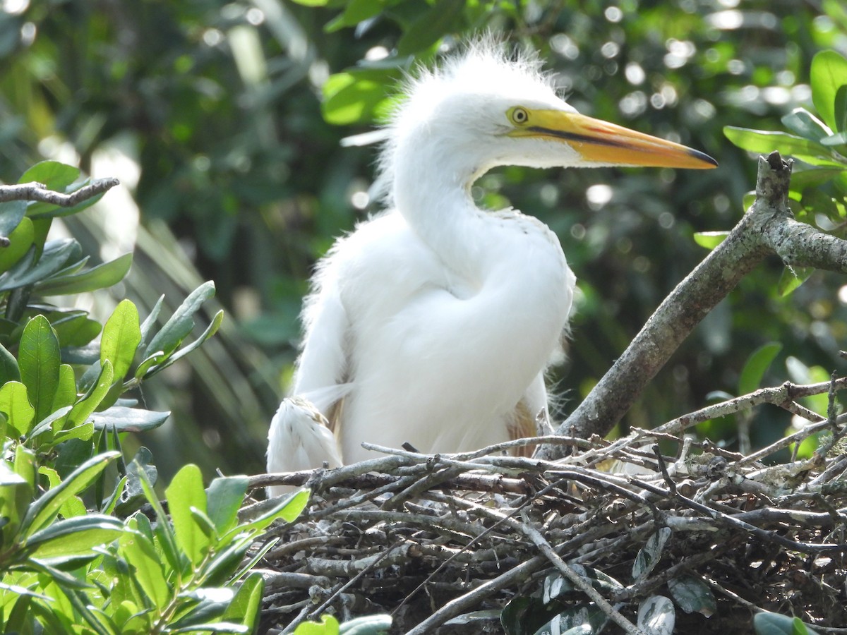 volavka bílá (ssp. egretta) - ML619691137