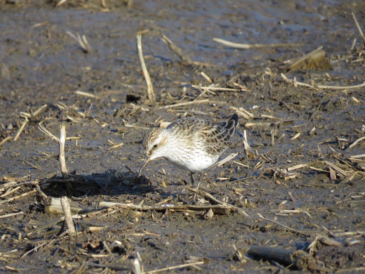 White-rumped Sandpiper - ML619691250