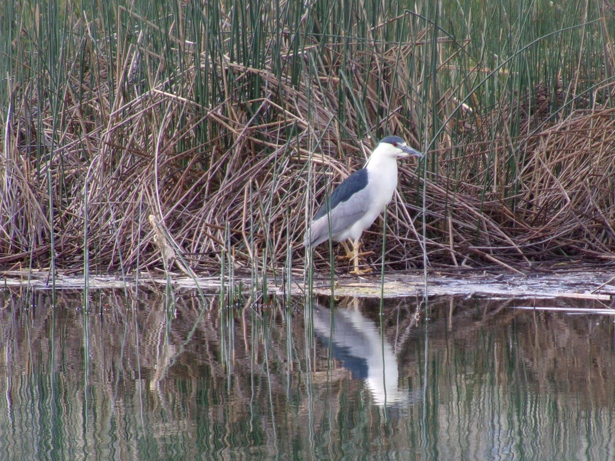 Black-crowned Night Heron - ML619691266