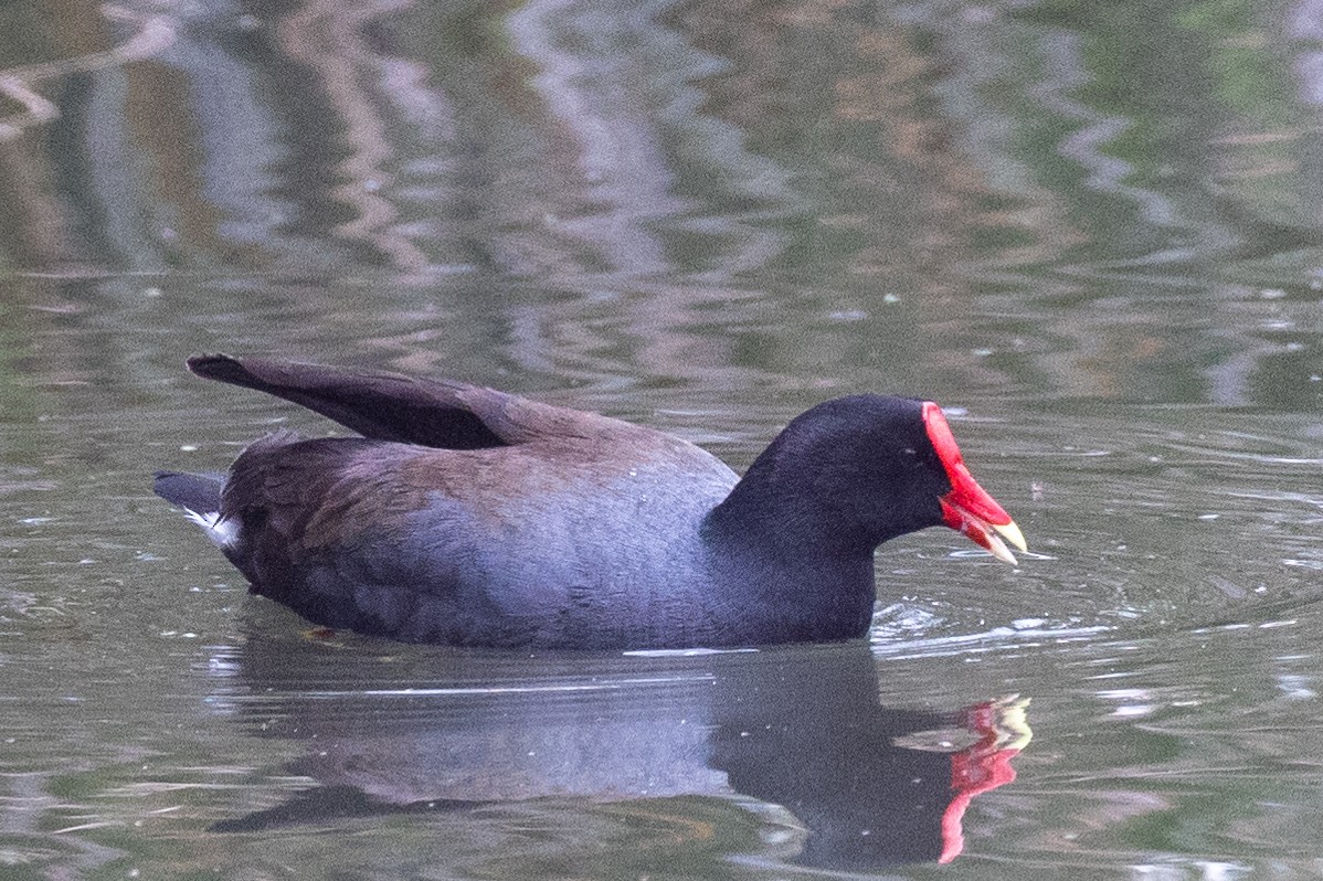 Common Gallinule - ML619691271