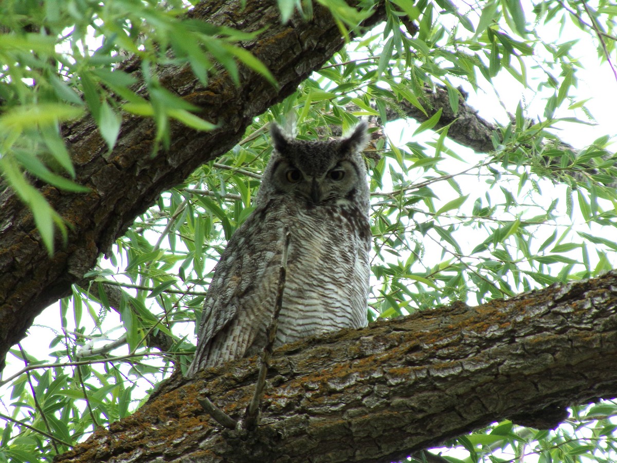 Great Horned Owl - ML619691276