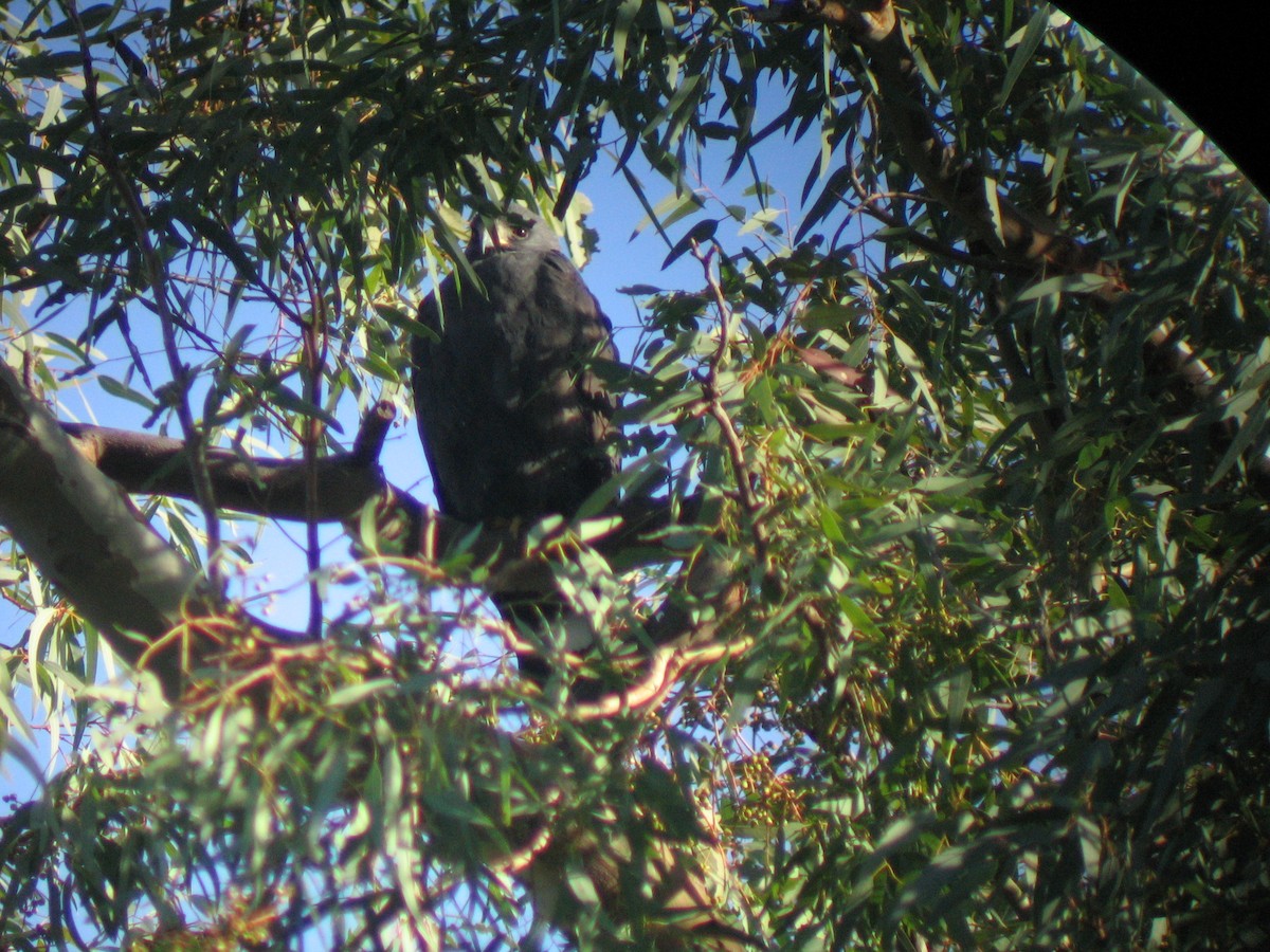 Rußbussard - ML619691281