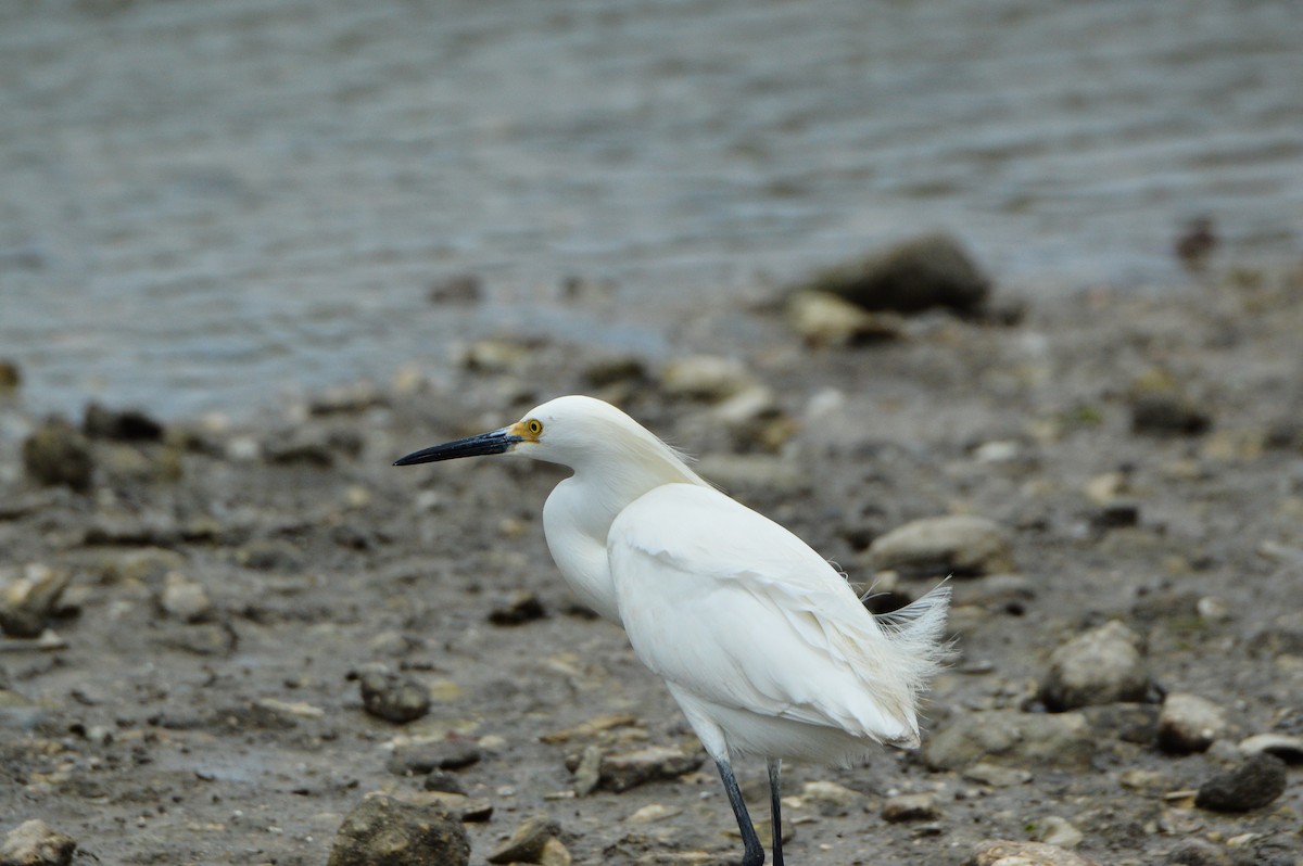 Snowy Egret - ML619691300