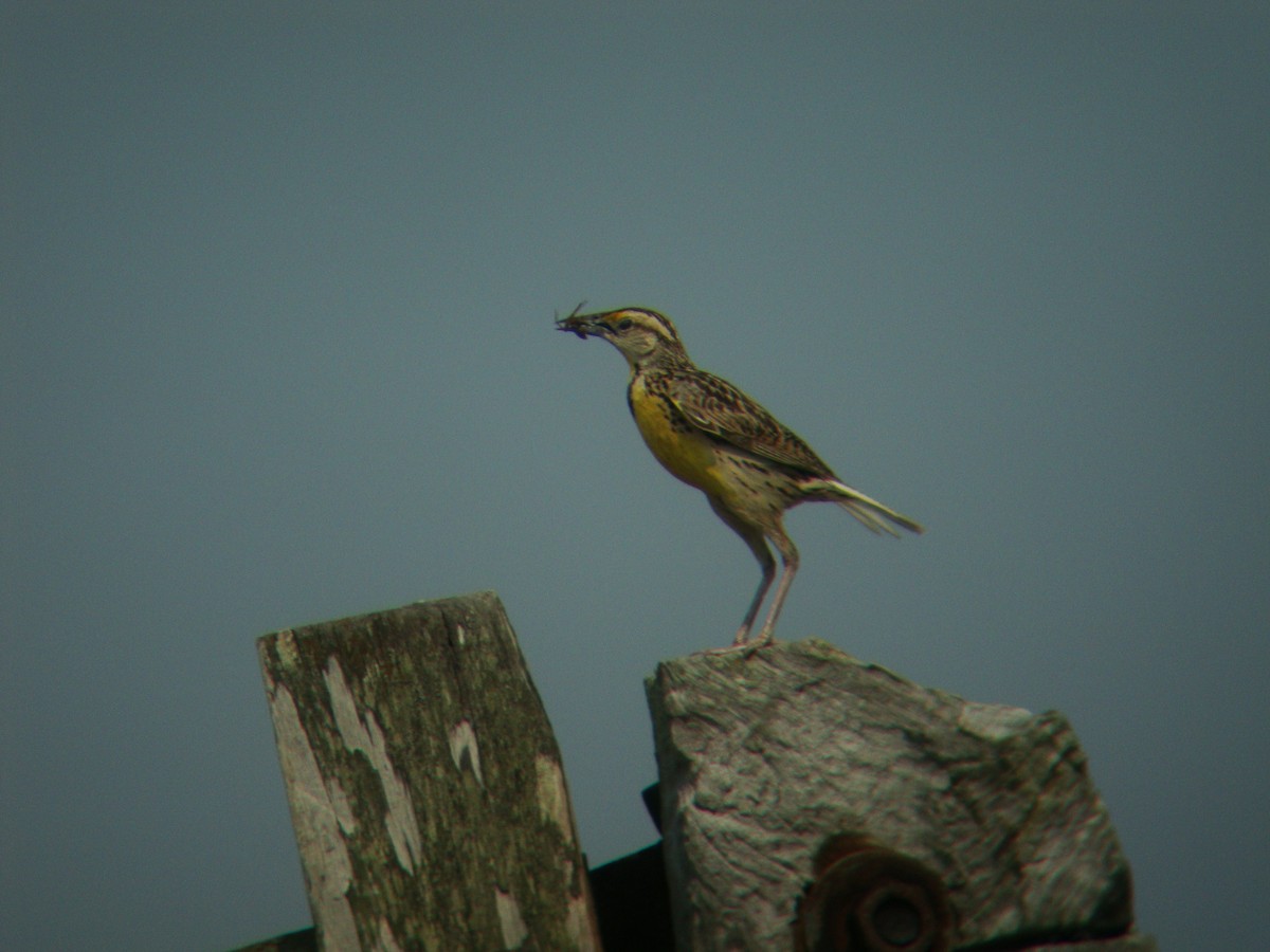 Eastern Meadowlark - Eric R. Gulson C.