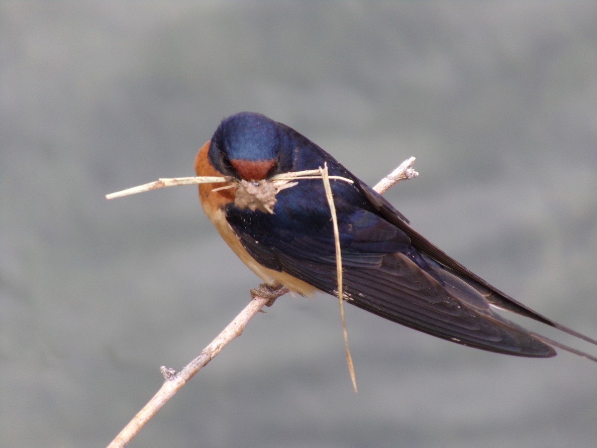 Barn Swallow - ML619691308