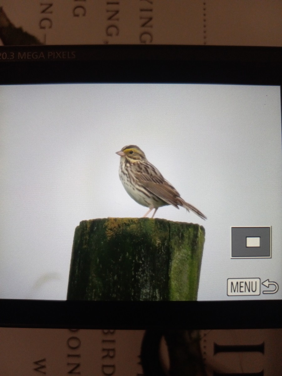 Savannah Sparrow - ML619691317