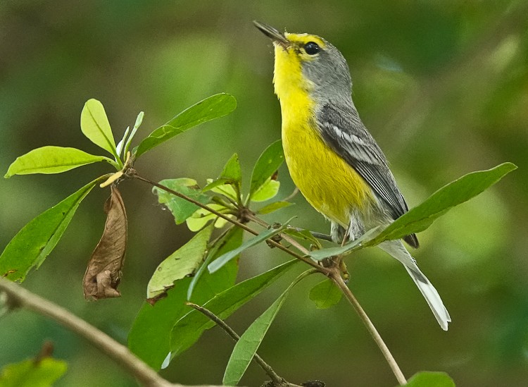 Barbuda Warbler - ML619691329