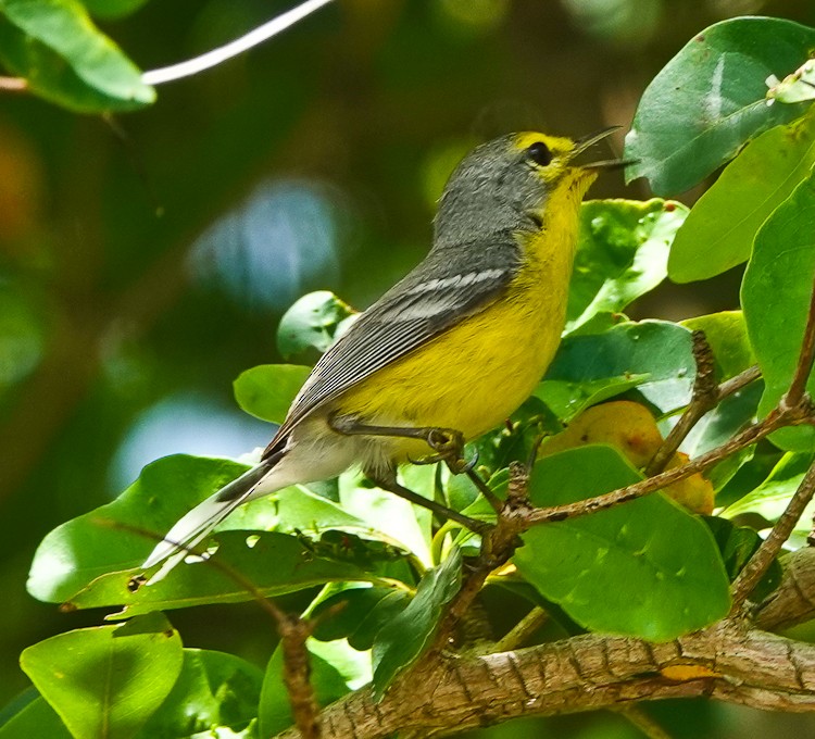 Paruline de Barbuda - ML619691330