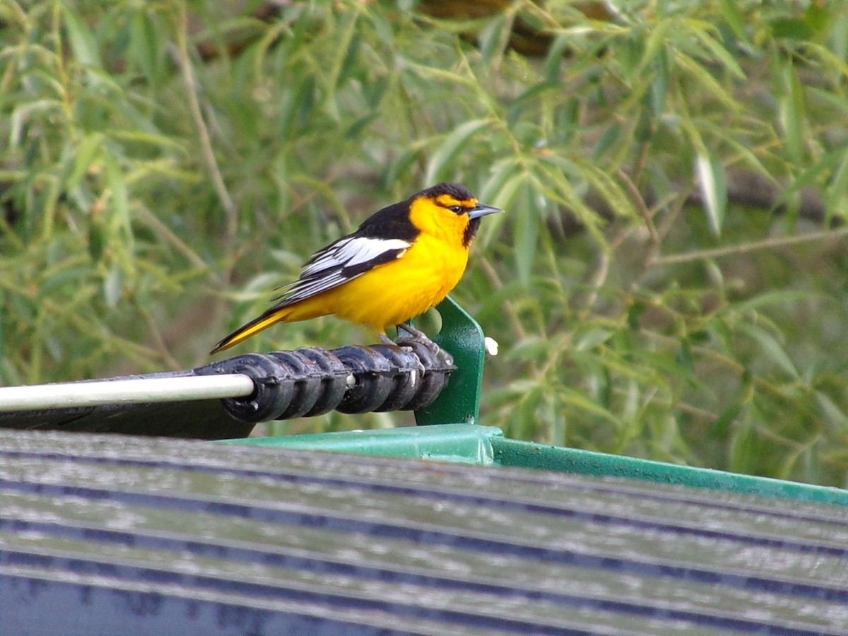 Bullock's Oriole - ML619691339