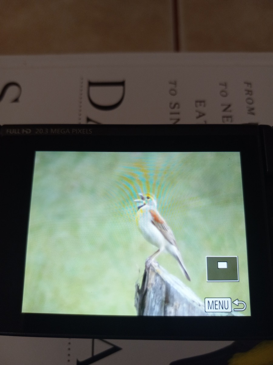 Dickcissel d'Amérique - ML619691367