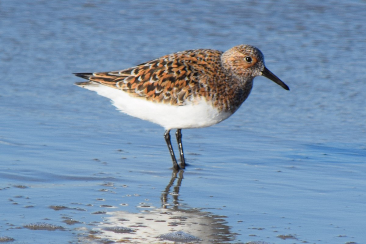 Sanderling - ML619691395