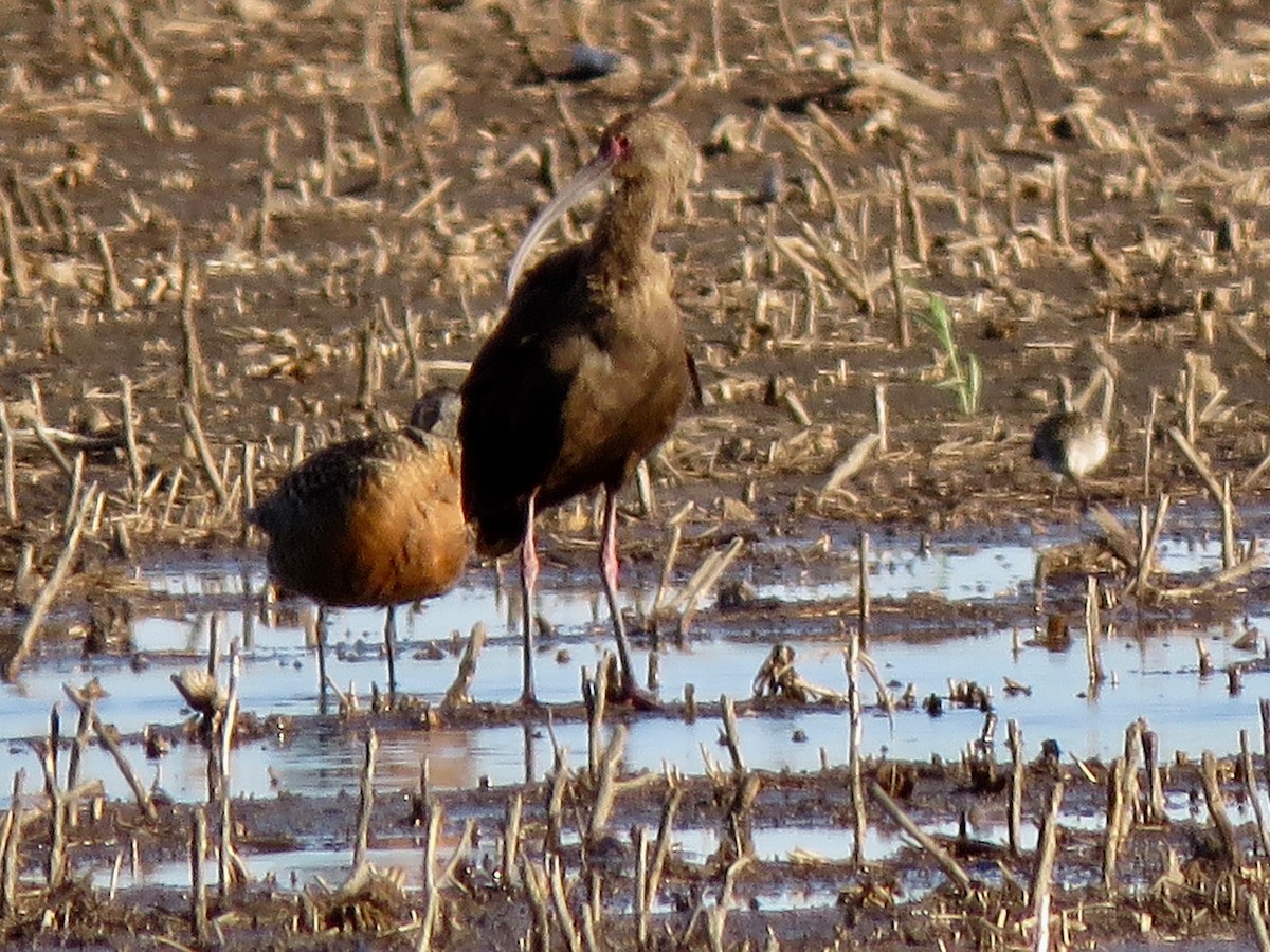 Ibis à face blanche - ML619691407