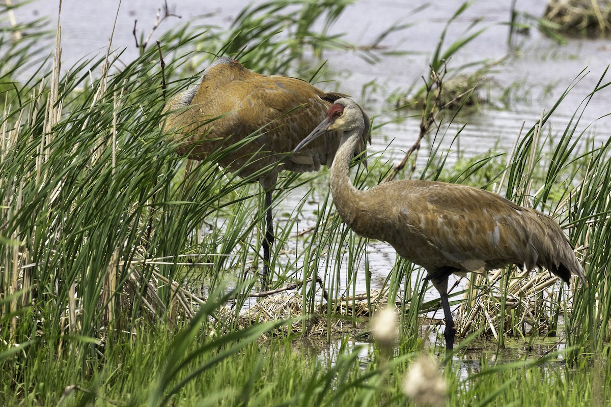 Sandhill Crane - ML619691440