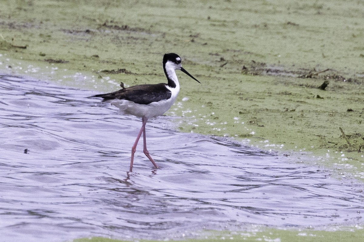 Black-necked Stilt - ML619691458