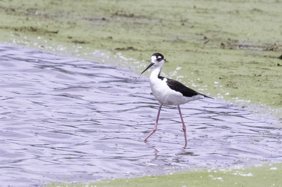 Black-necked Stilt - ML619691459