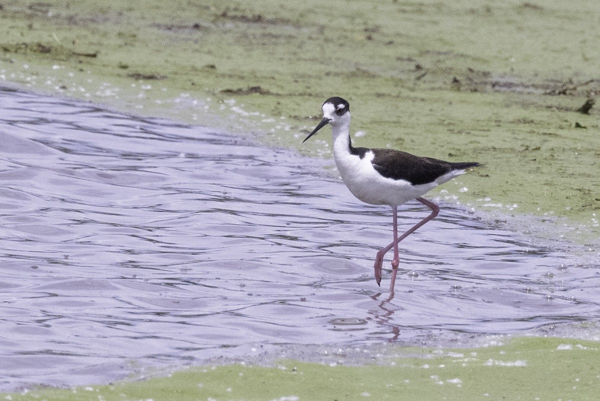 Black-necked Stilt - ML619691460