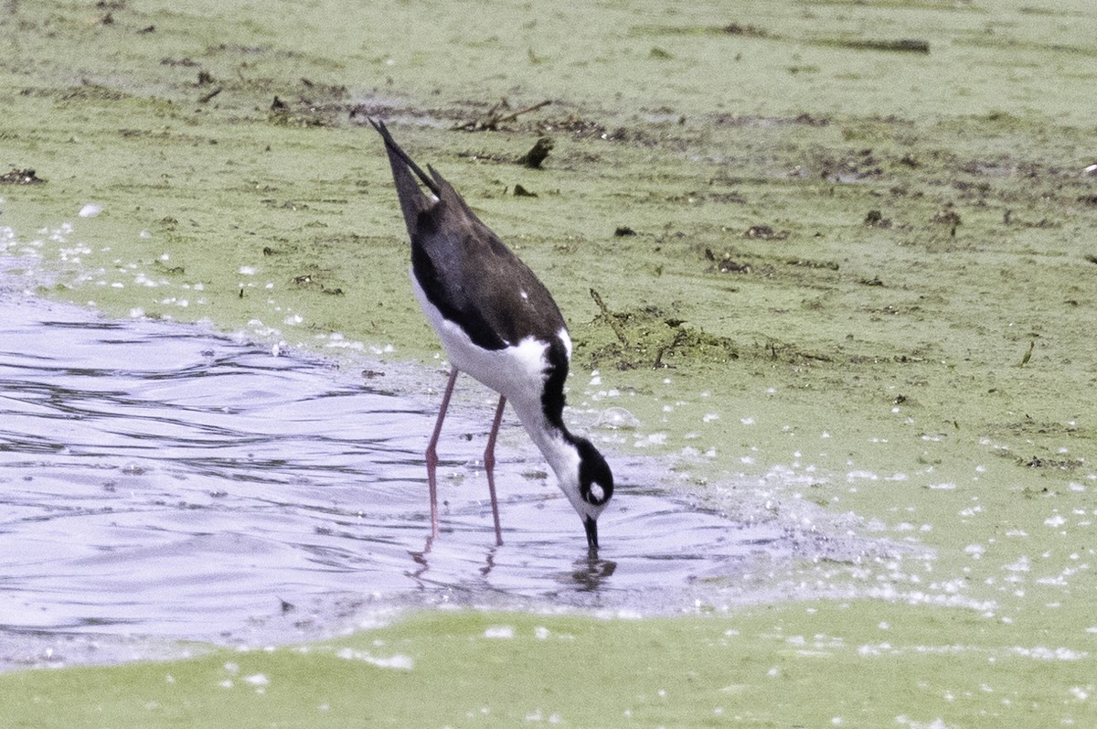 Black-necked Stilt - ML619691461