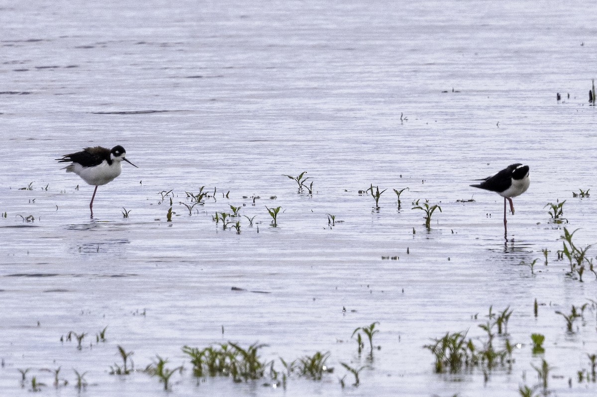 Black-necked Stilt - ML619691462