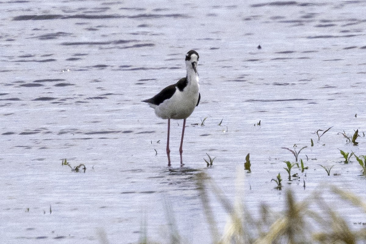 Black-necked Stilt - ML619691463