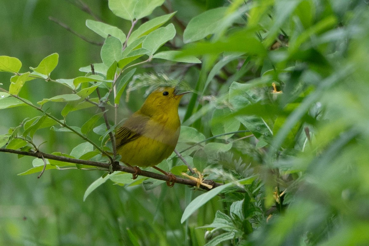 Yellow Warbler - Andrea Heine
