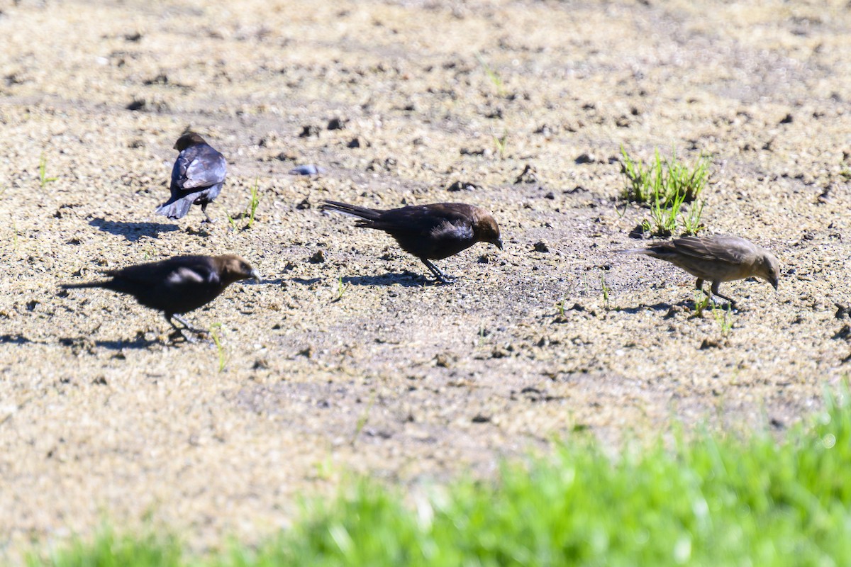 Brown-headed Cowbird - ML619691496