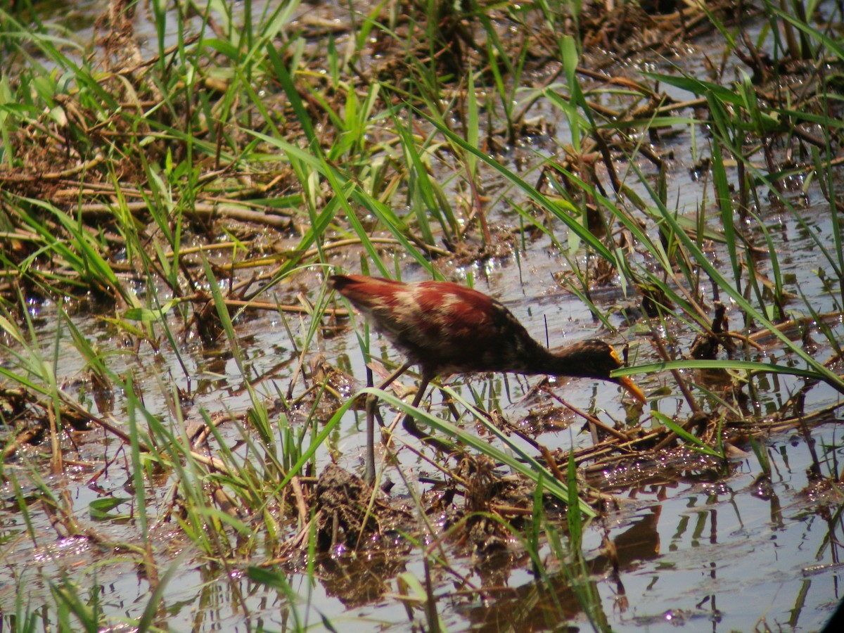 Northern Jacana - ML619691501