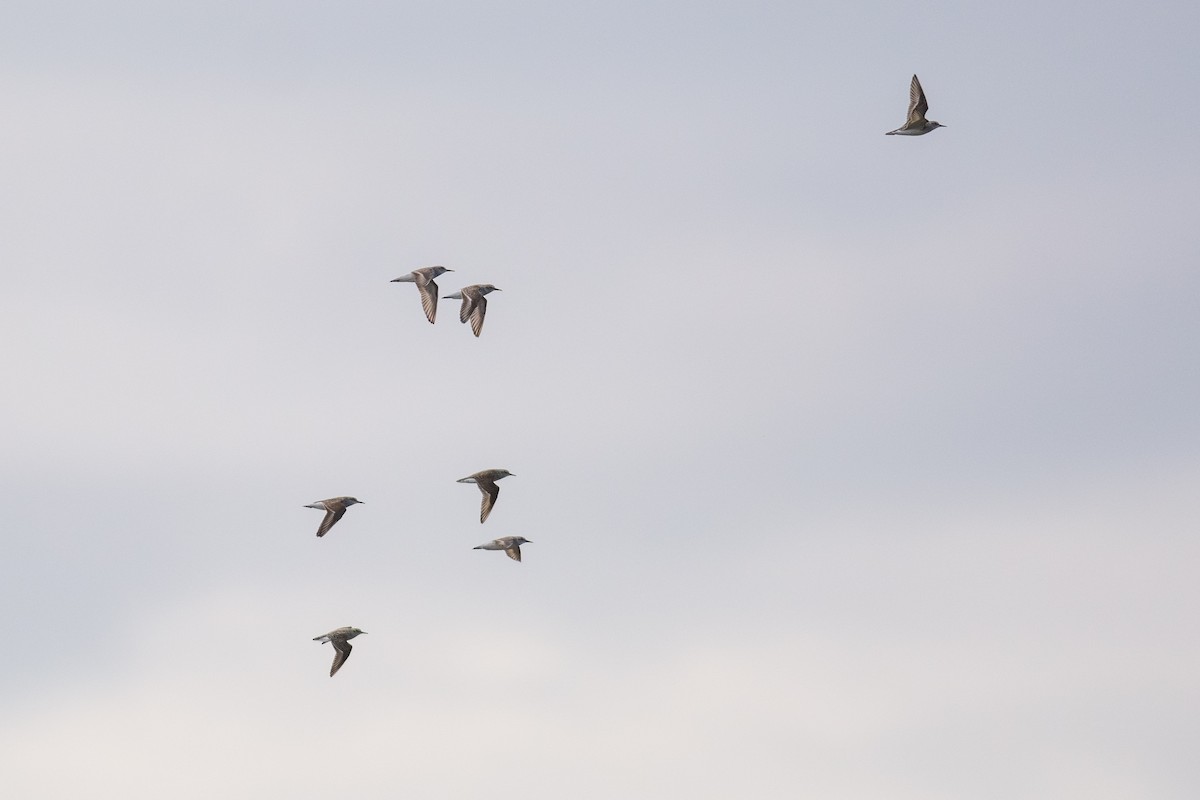 Semipalmated Sandpiper - ML619691528