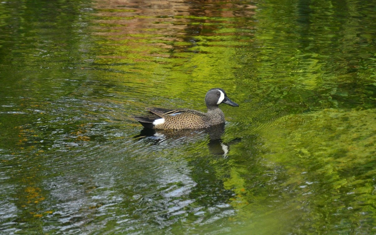 Blue-winged Teal - ML619691535