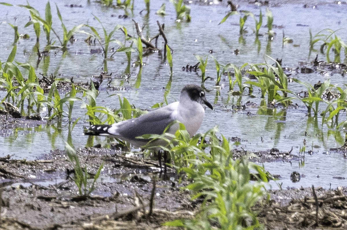 Franklin's Gull - ML619691550