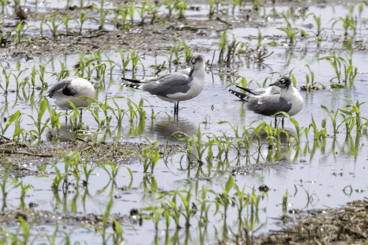 Franklin's Gull - ML619691553