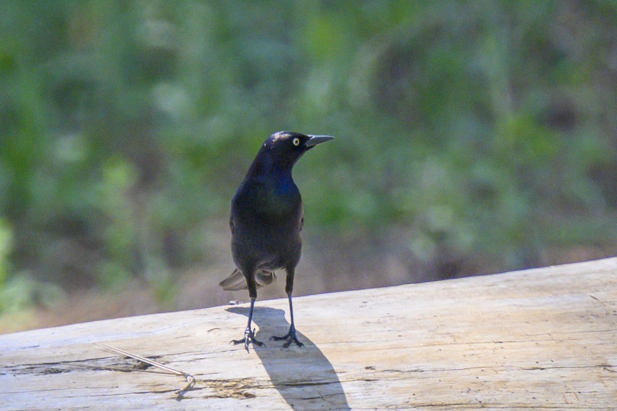 Brewer's Blackbird - ML619691560