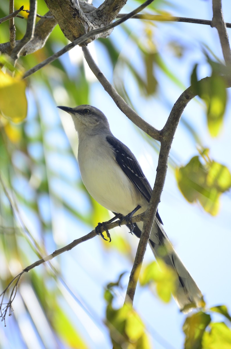 Tropical Mockingbird - ML619691566