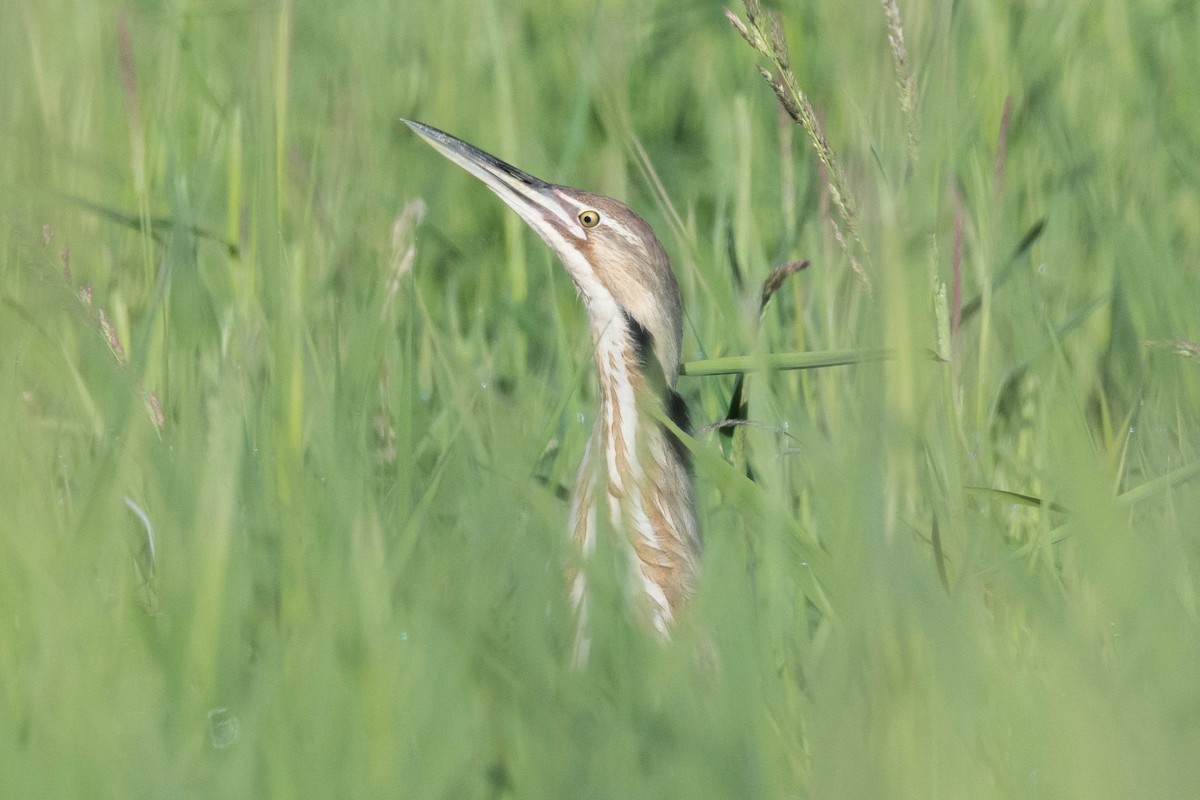 American Bittern - ML619691575