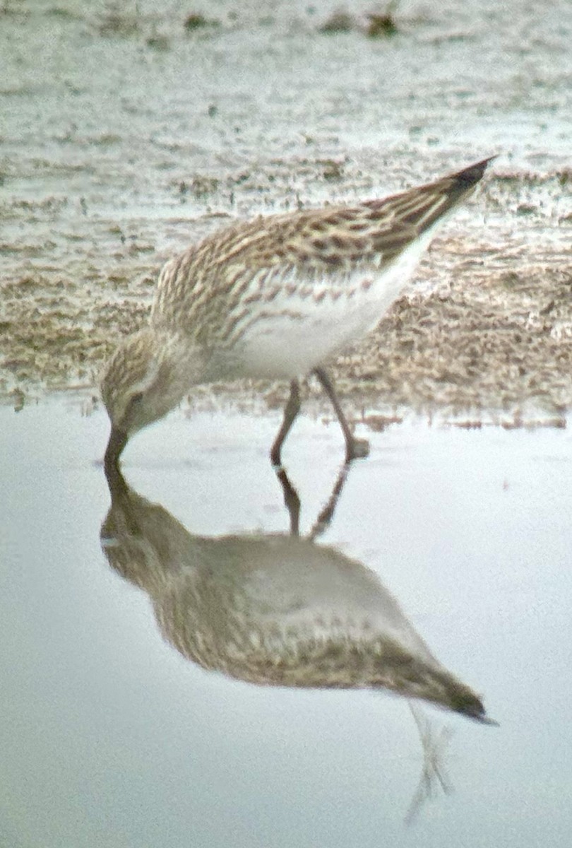 White-rumped Sandpiper - ML619691585