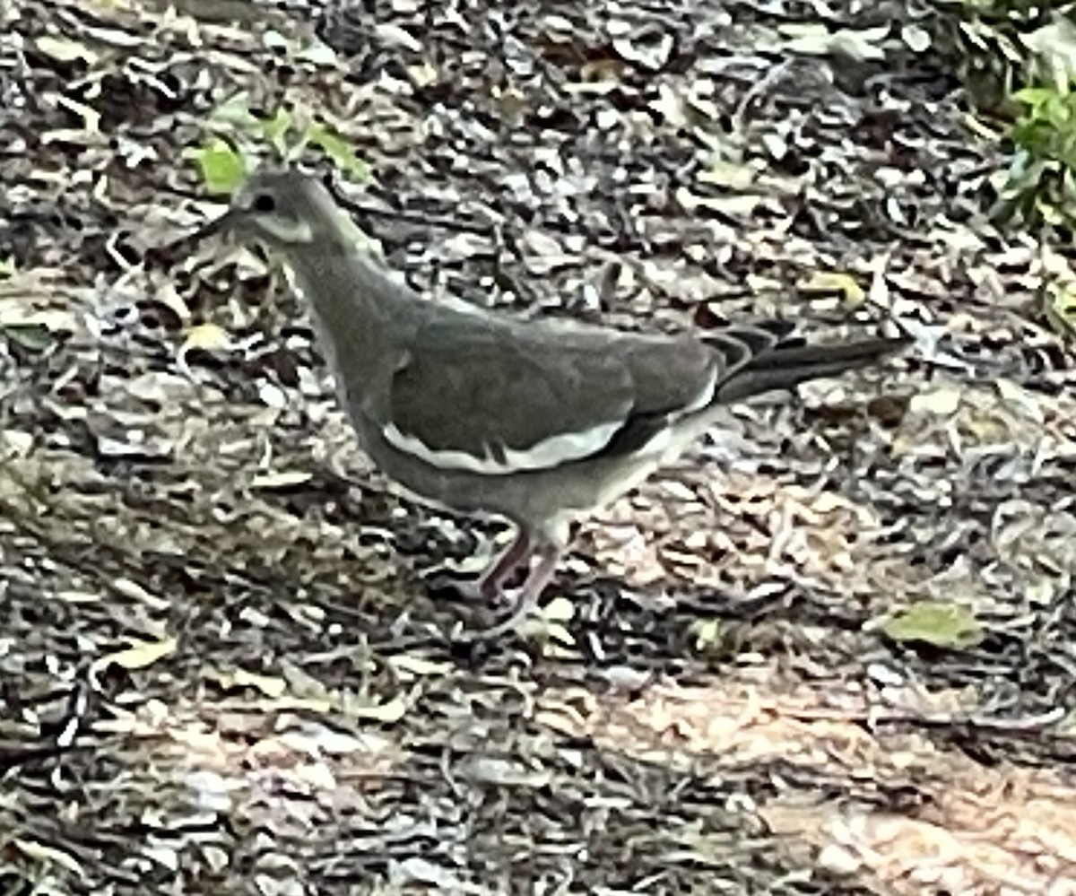 White-winged Dove - ML619691608