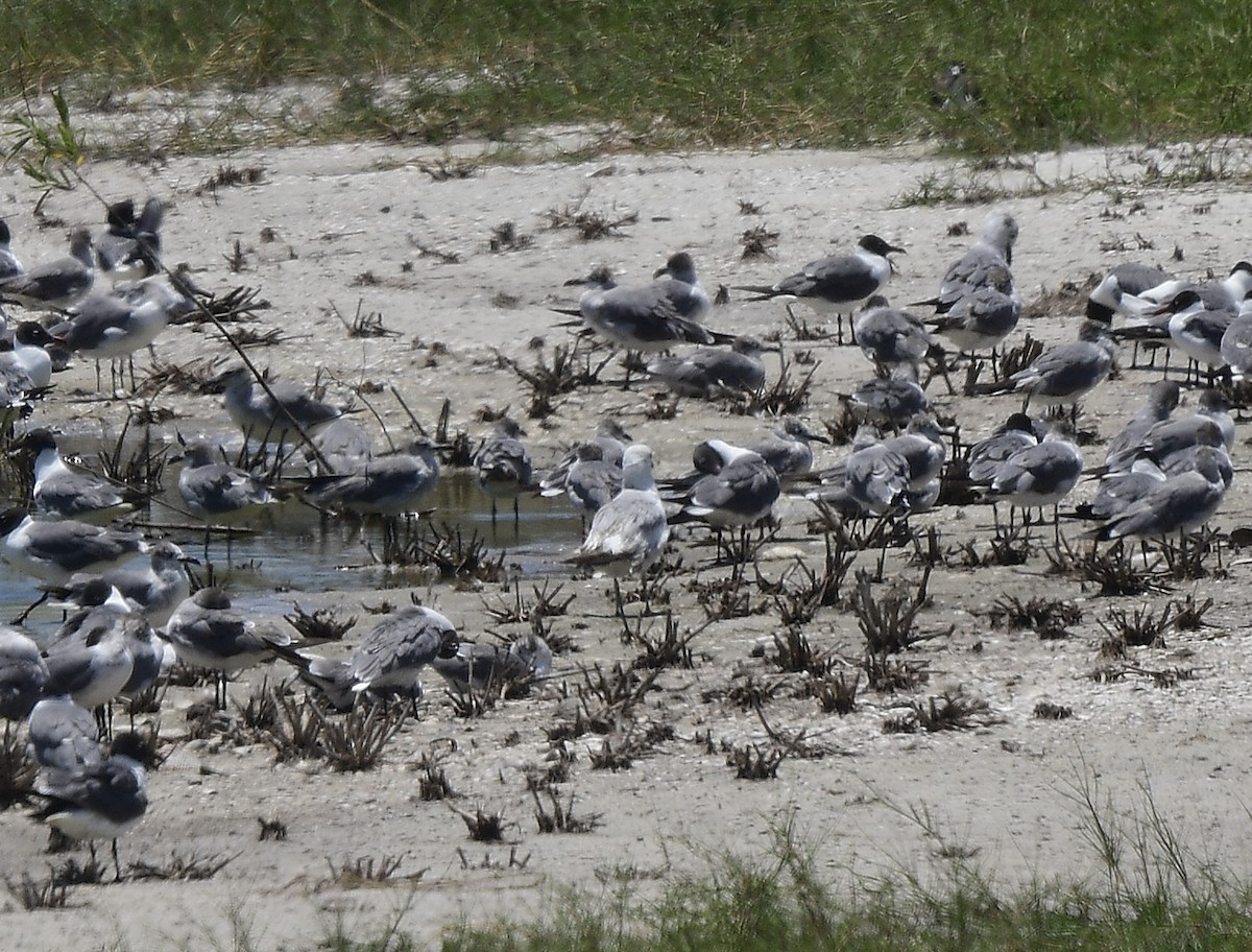 Ring-billed Gull - ML619691621