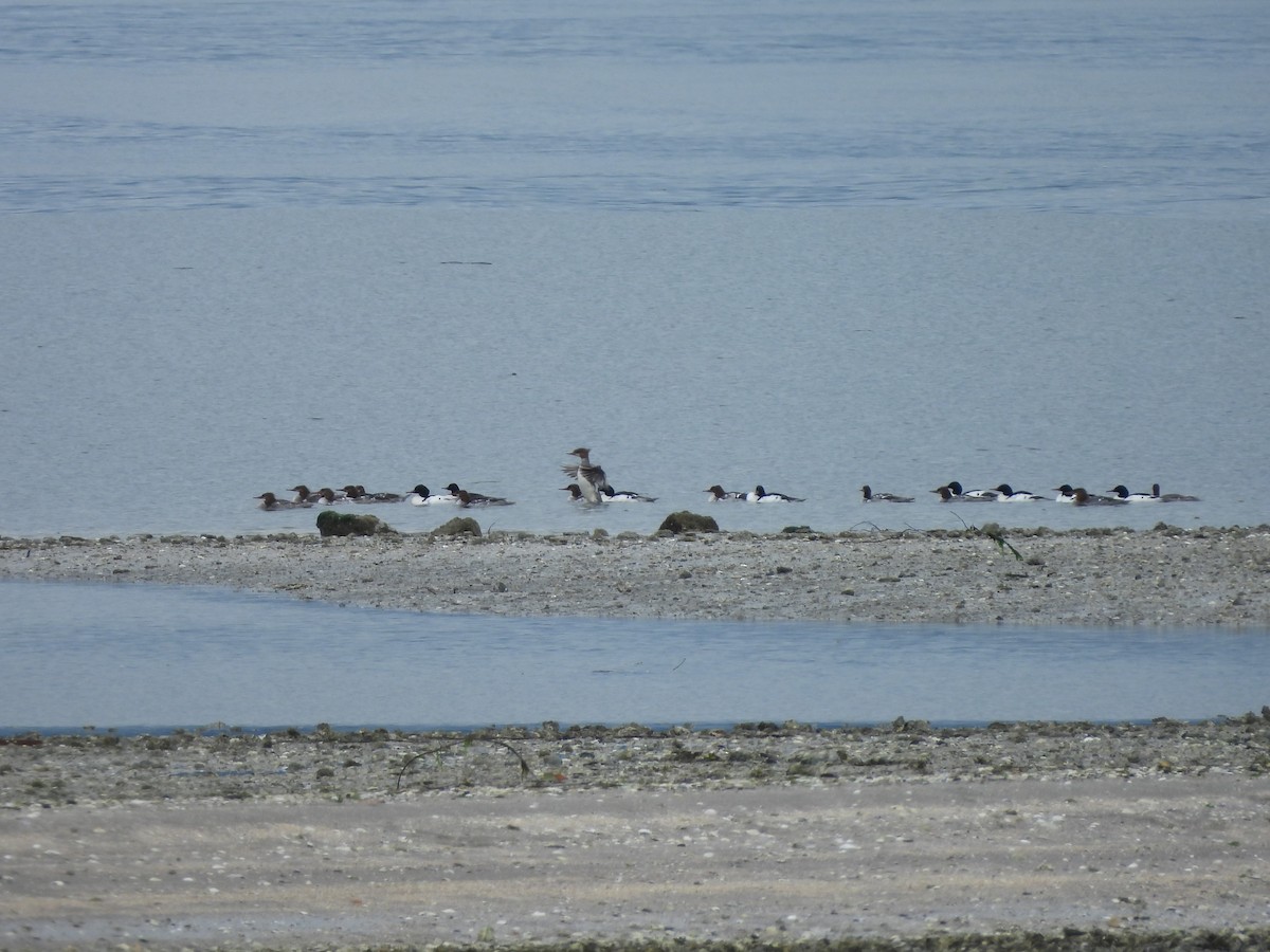 Common Merganser - ML619691633