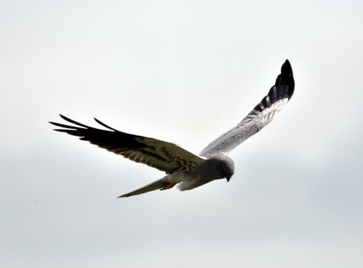 Montagu's Harrier - ML619691666