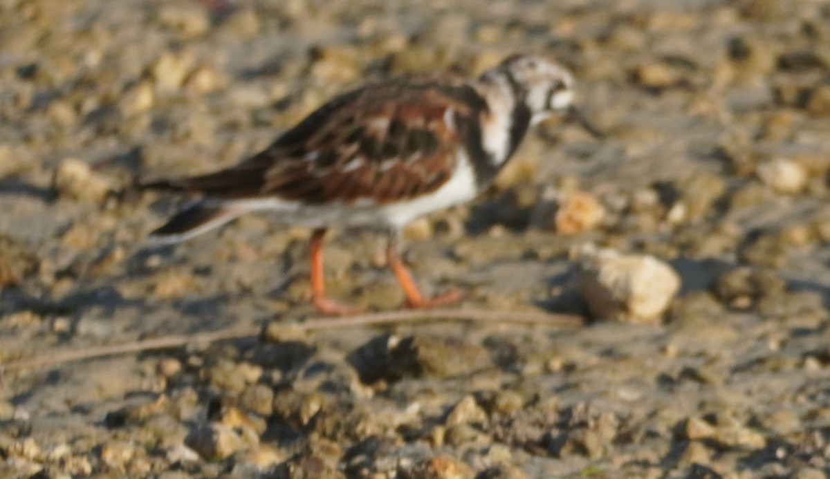 Ruddy Turnstone - ML619691675