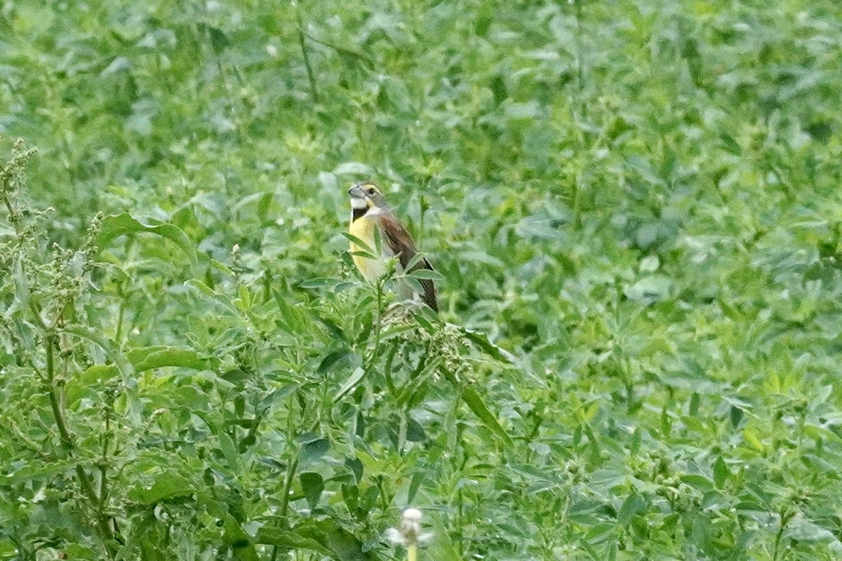 Dickcissel d'Amérique - ML619691684