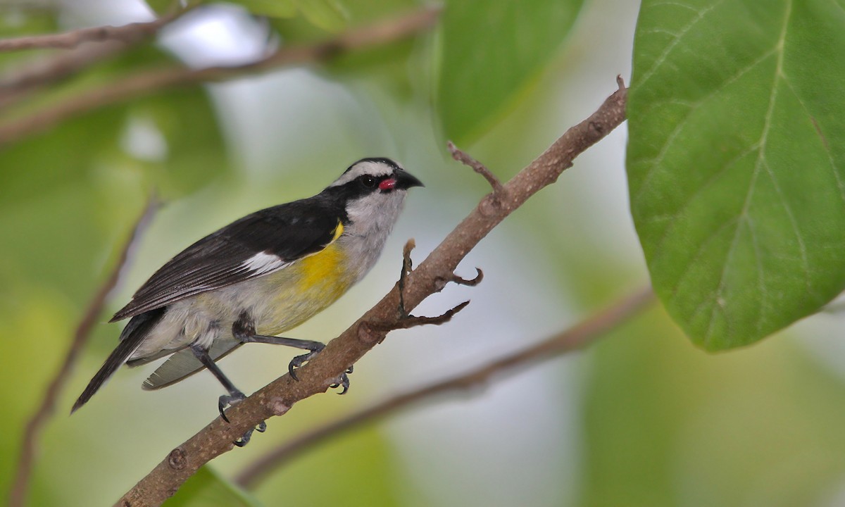 Bananaquit - ML619691693