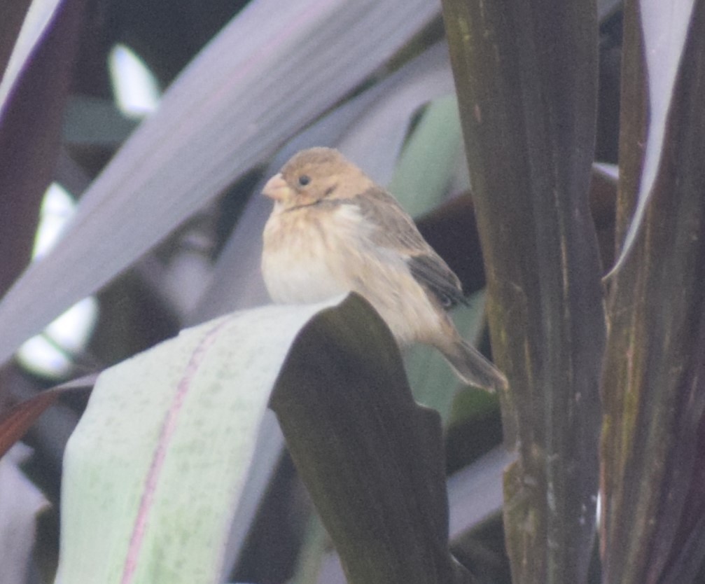 Chestnut-throated Seedeater - ML619691704