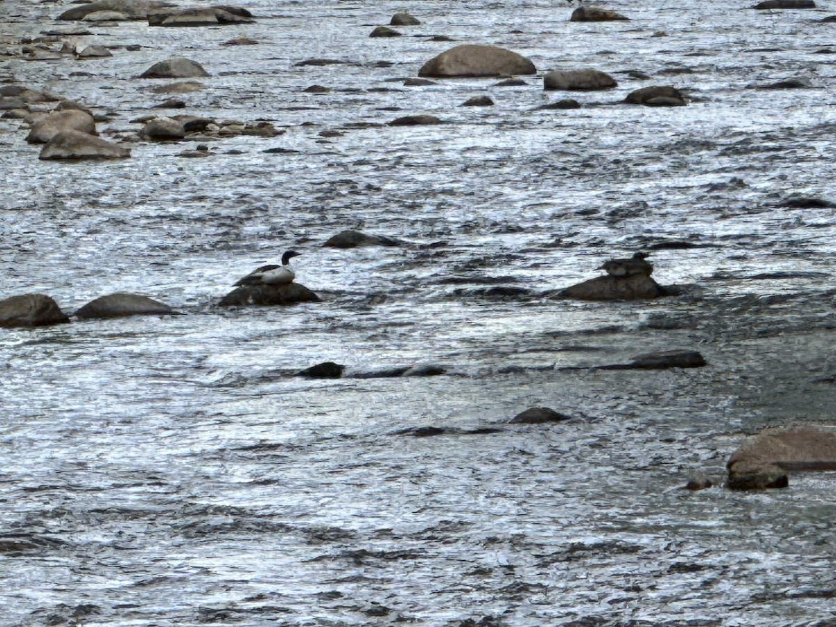 Common Merganser - ML619691711