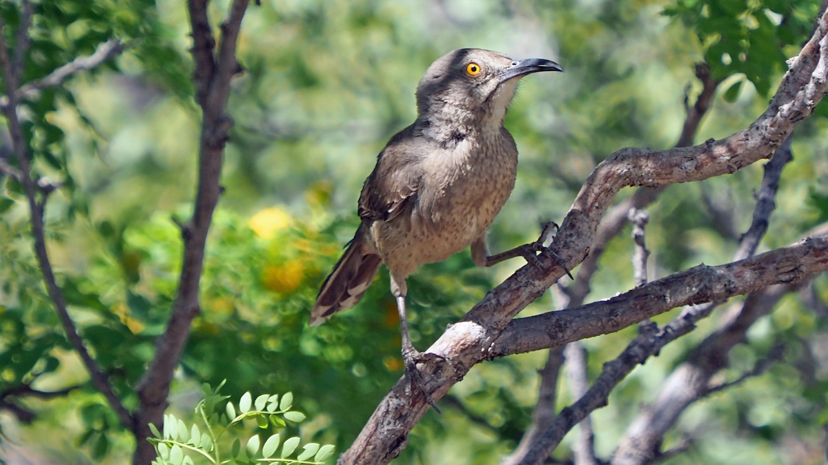 Curve-billed Thrasher - Andrew McCormick