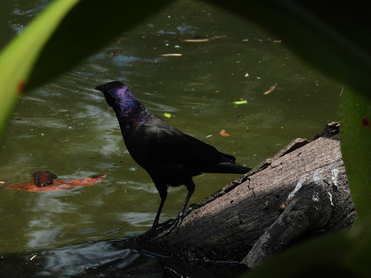 Common Grackle (Florida/Purple) - ML619691746