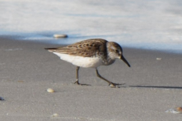 Semipalmated Sandpiper - ML619691785