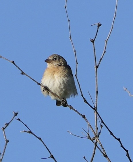 Lazuli Bunting - ML619691800