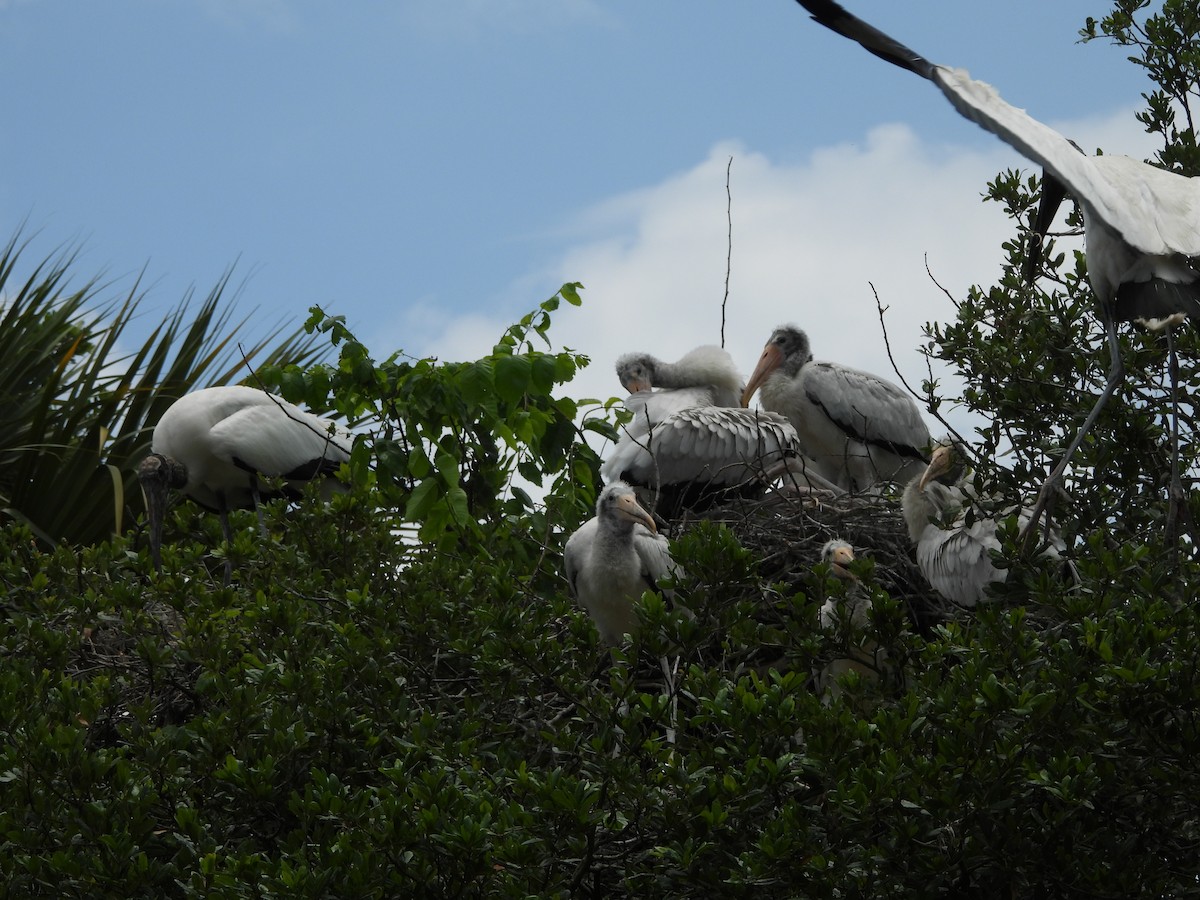 Wood Stork - Kevin Rohling