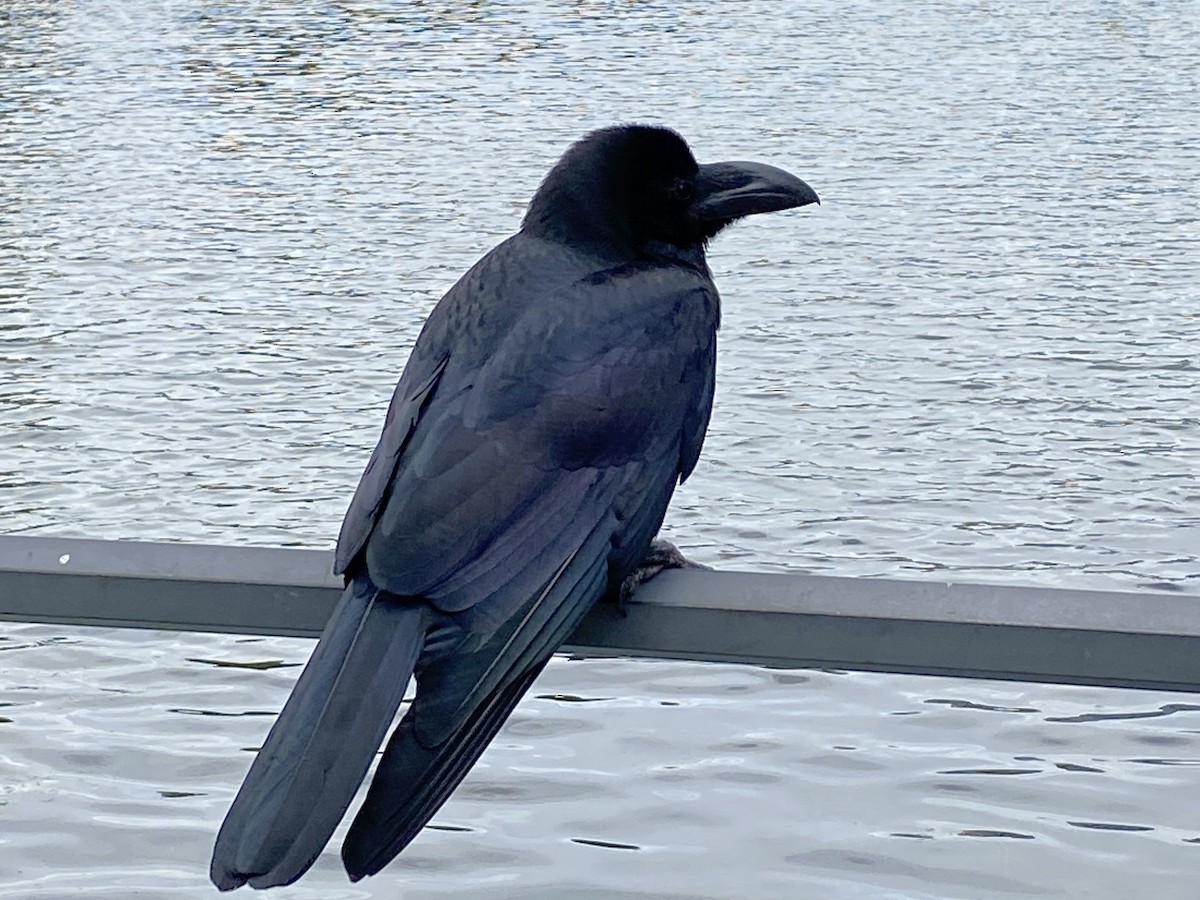 Corbeau à gros bec - ML619691852