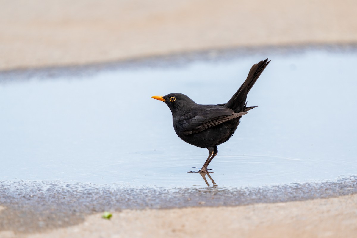 Eurasian Blackbird - ML619691856